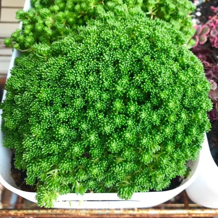 SEDUM LYDIUM IN VASO 9CM