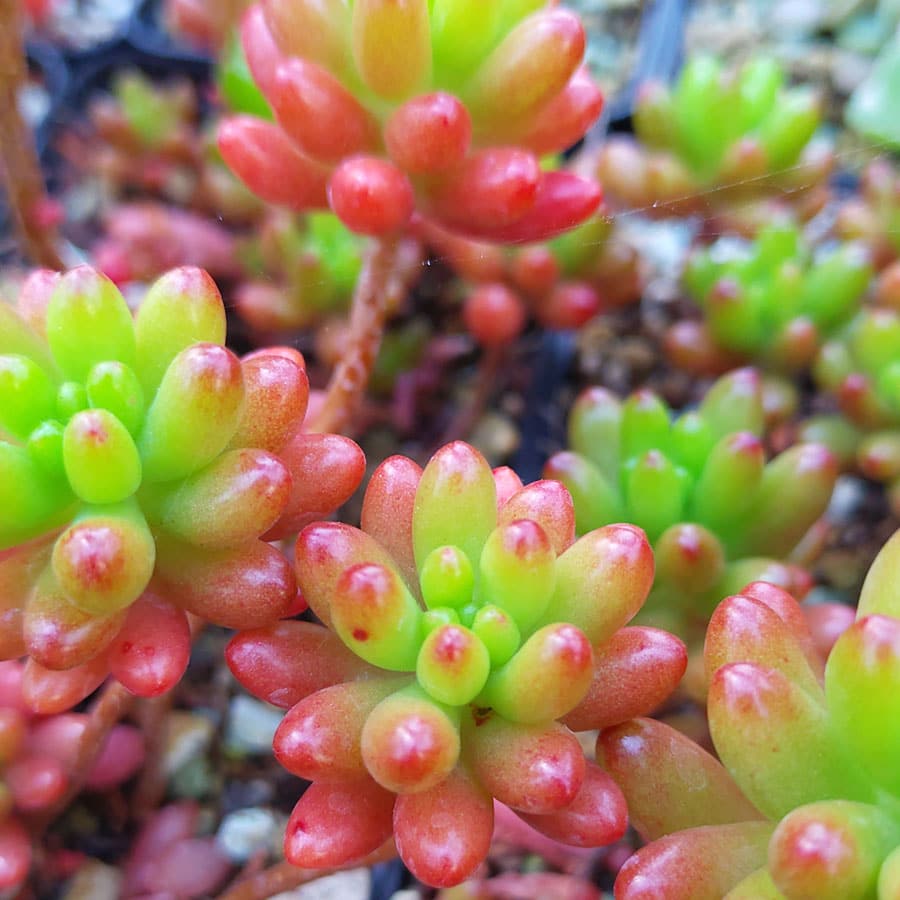 SEDUM RUBROTINCTUM IN VASO 15CM