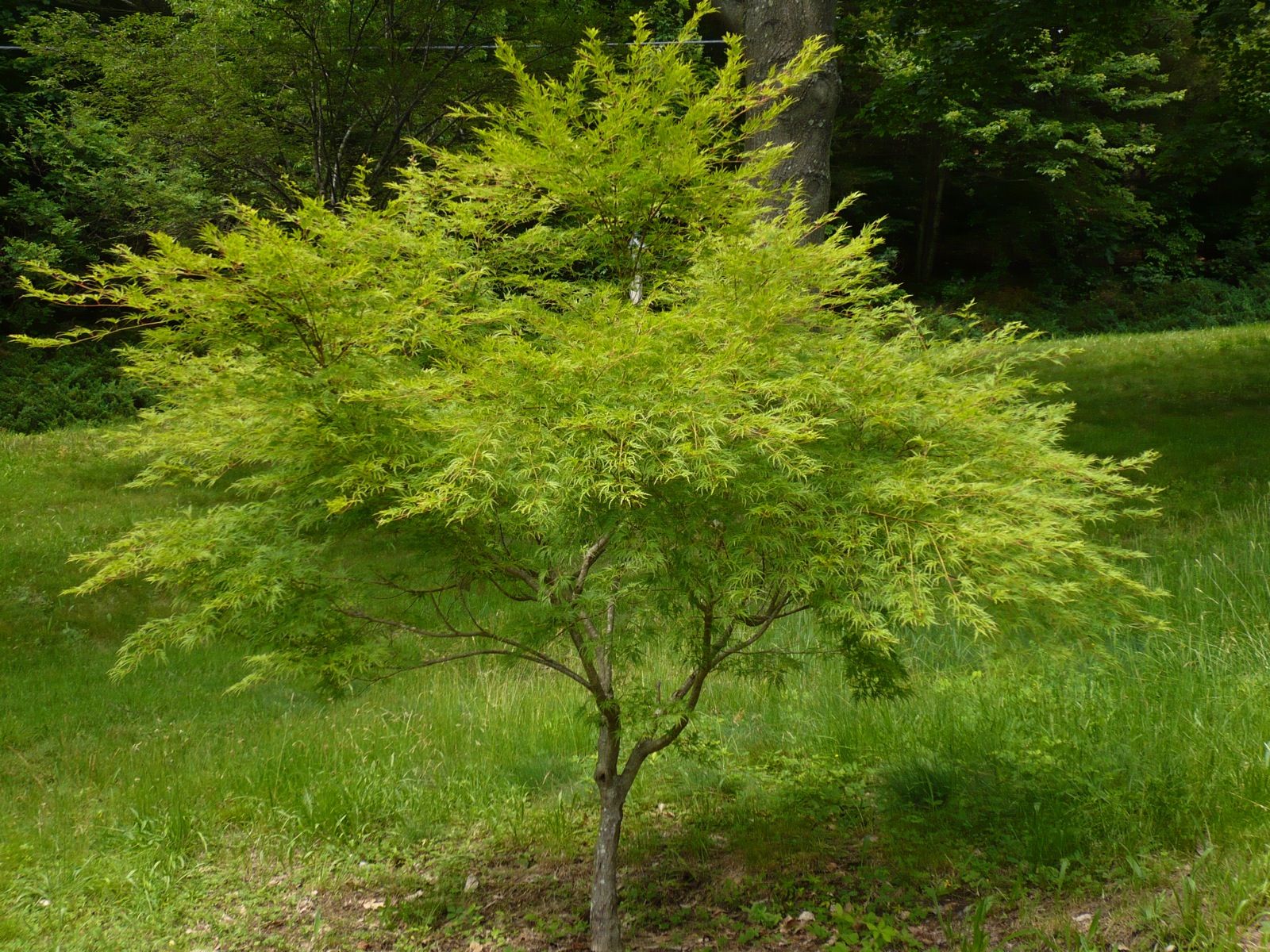 ACERO PALMATUM SEIRYU IN VASO 15CM