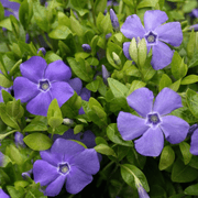 VINCA MINOR BOWLES VARIETY VASO 17CM