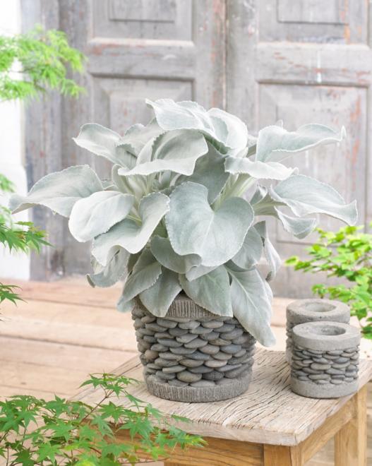 SENECIO ANGEL WINGS VASO 17CM