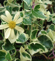 SENECIO MACROGLOSSUS VARIEGATUS VASO 14CM