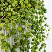 SENECIO ROWLEYANUS VASO 6CM