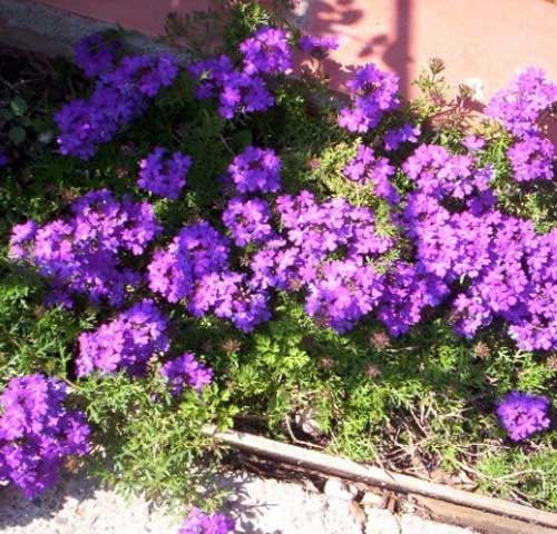 VERBENA REPENS IN VASO 18CM