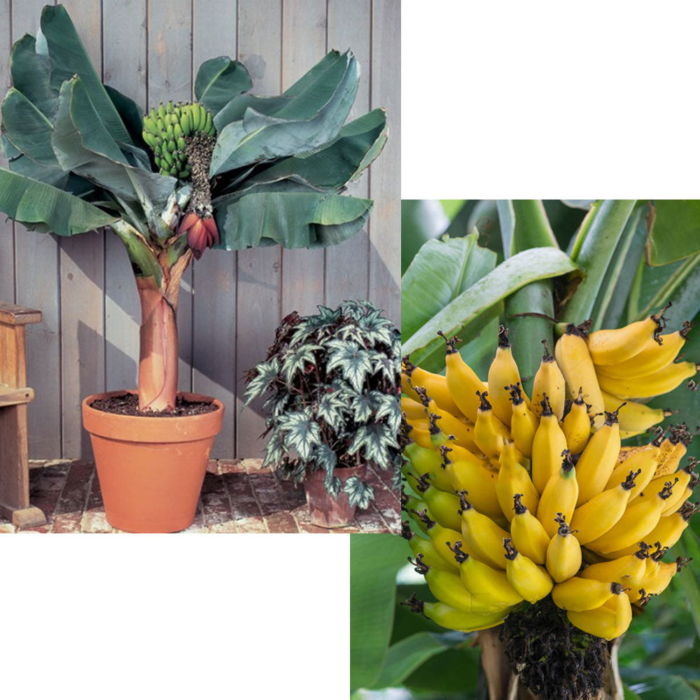 MUSA ACUMINATA DWARF CAVENDISH BANANO VASO 20CM