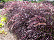 PENNISETUM SETACEUM RUBRUM VASO 17CM