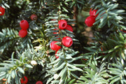TAXUS BACCATA VASO 18CM