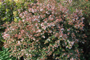 ABELIA GRANDIFLORA VASO 24CM