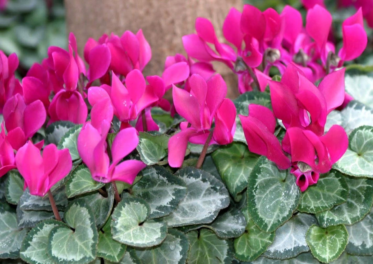 OFFERTA 3 PIANTE DI CICLAMINI COLORI ASSORTITI FUCSIA BIANCHI ROSSI VASO 10CM