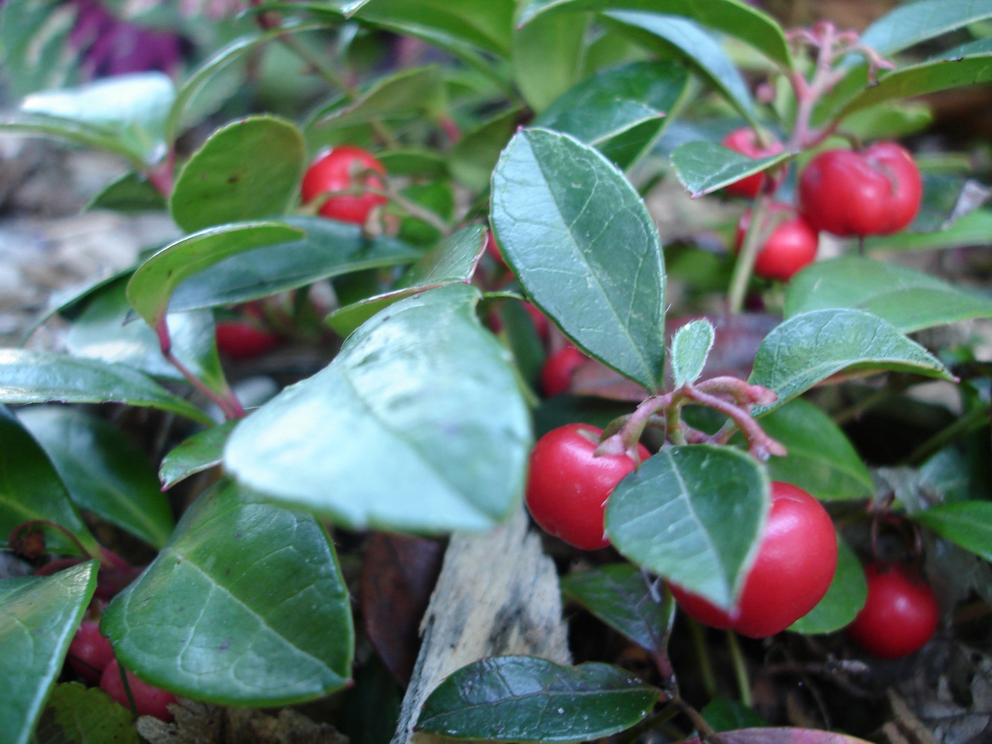 GAULTHERIA PROCUMBENS TE' DEL CANADA VASO 13CM