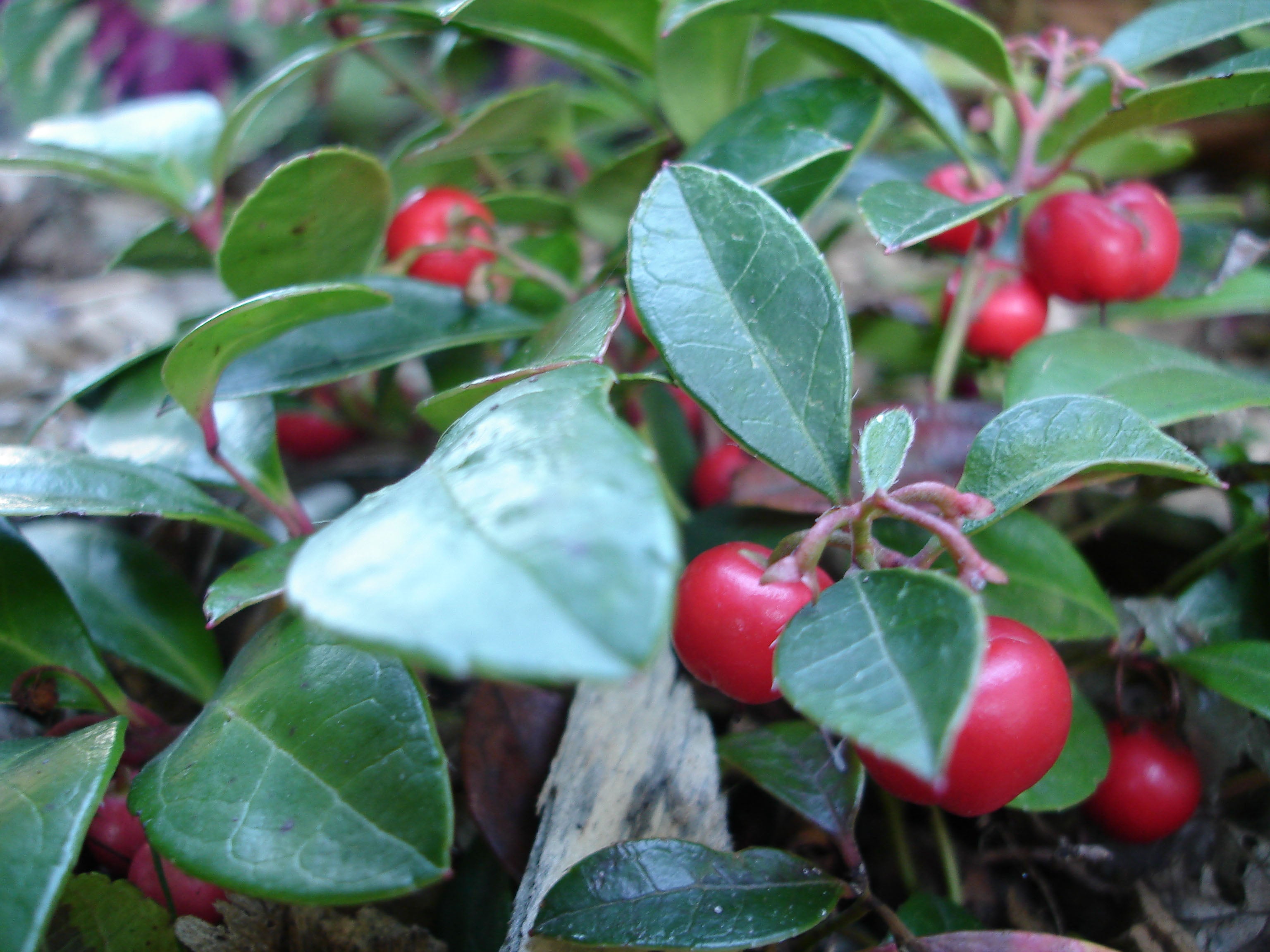 GAULTHERIA PROCUMBENS TE' DEL CANADA VASO 13CM