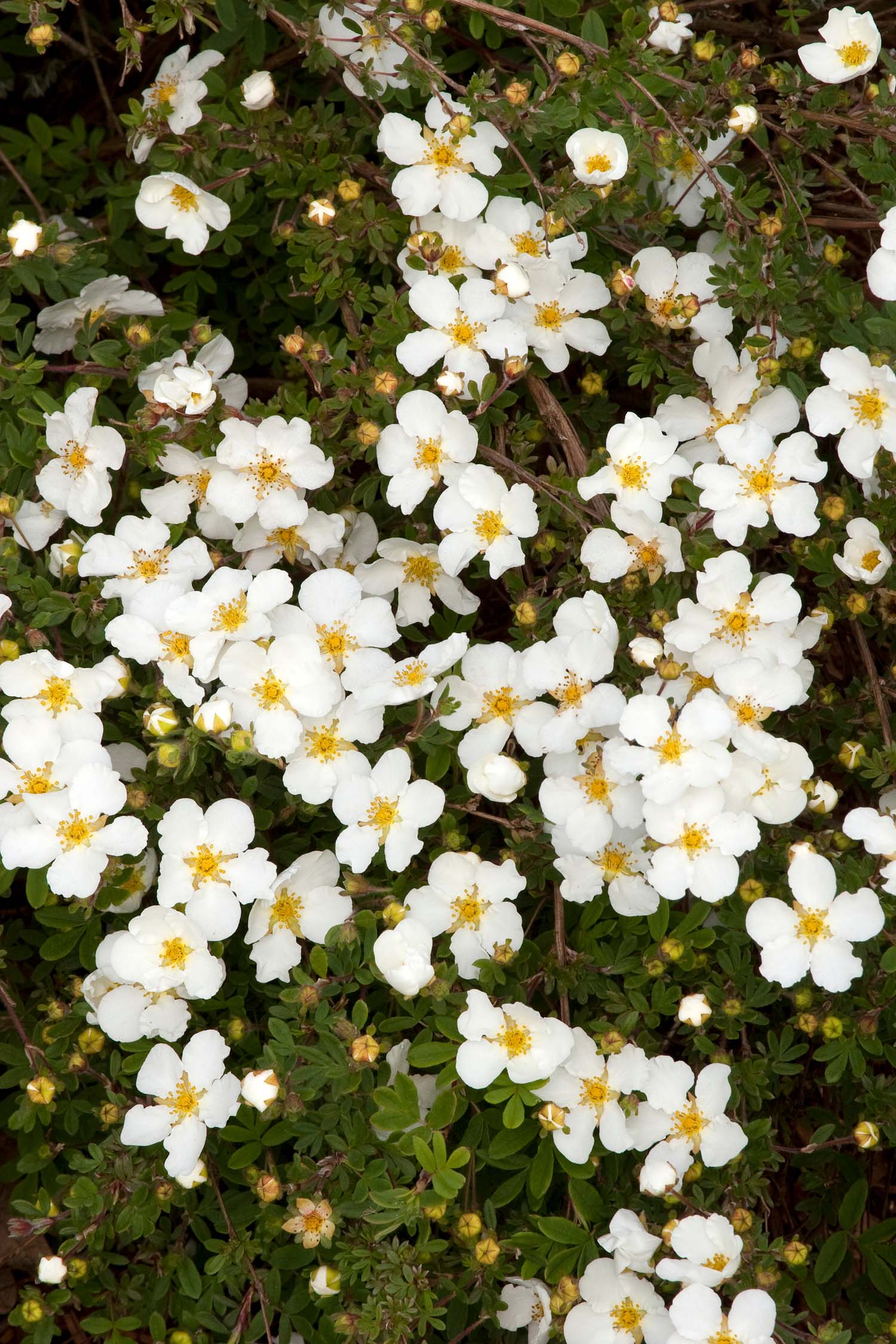 POTENTILLA FRUCTICOSA BIANCA VASO 16CM
