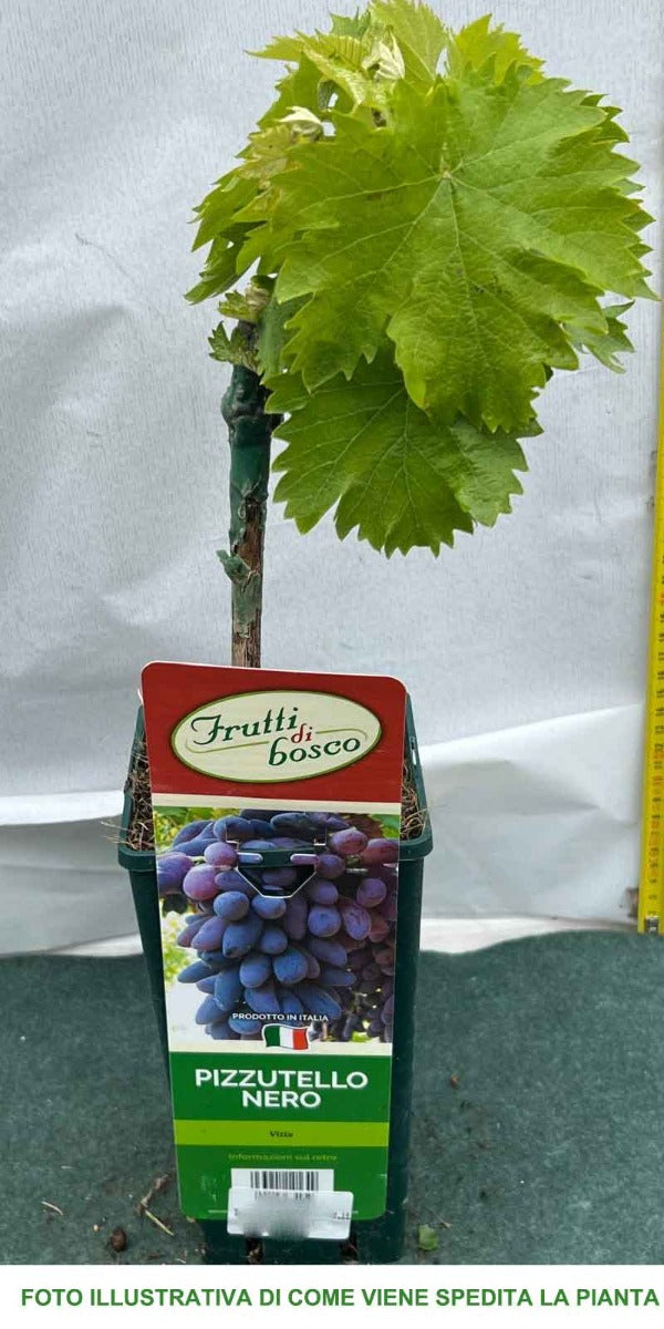 UVA PIZZUTELLO NERO IN VASO 12CM