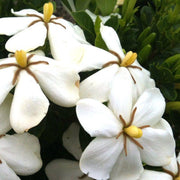 GARDENIA JASMINOIDES KLEIM'S HARDY VASO 17CM