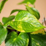 POTHOS AUREA VASO 15CM