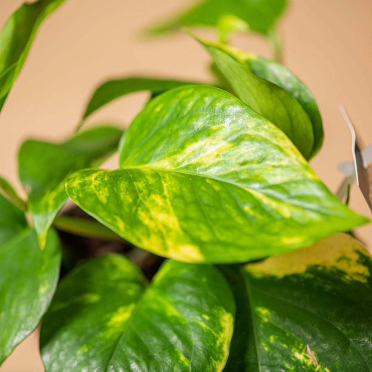POTHOS AUREA VASO 15CM