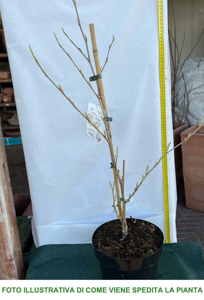 HAMAMELIS INTERMEDIA RUBIN ROSSO VASO 23CM