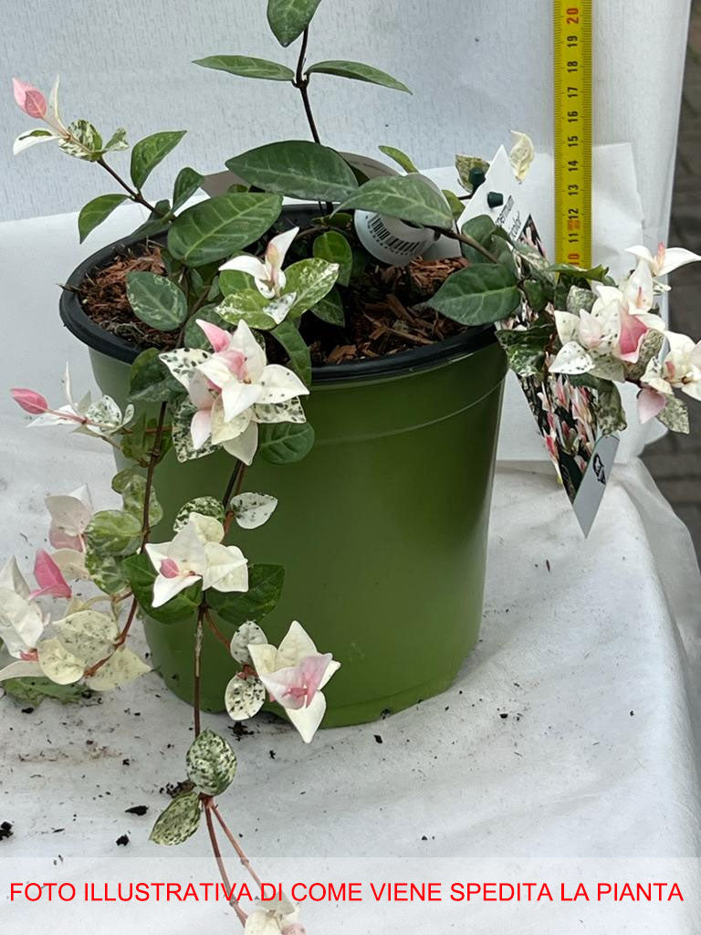 TRACHELOSPERMUM JASMIN GELSOMINO TRICOLOR VASO 17CM