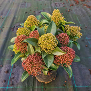 SKIMMIA JAPONICA FESTIVAL VASO 15CM