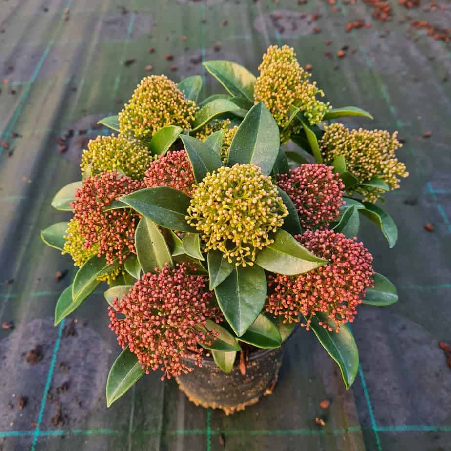SKIMMIA JAPONICA FESTIVAL VASO 15CM