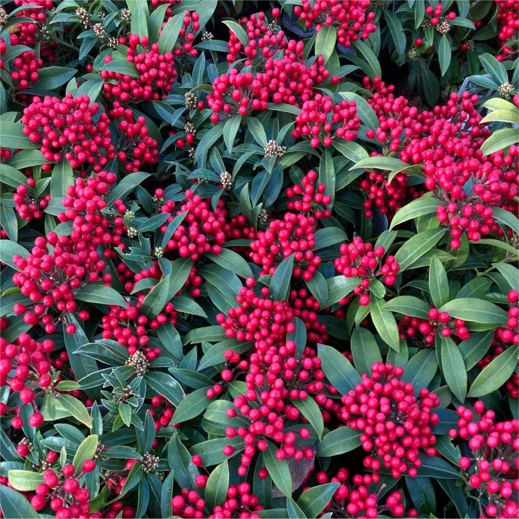 SKIMMIA JAPONICA GODRIES LITTLE RUBY VASO 15CM