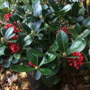 SKIMMIA JAPONICA VEITCHII VASO 23CM