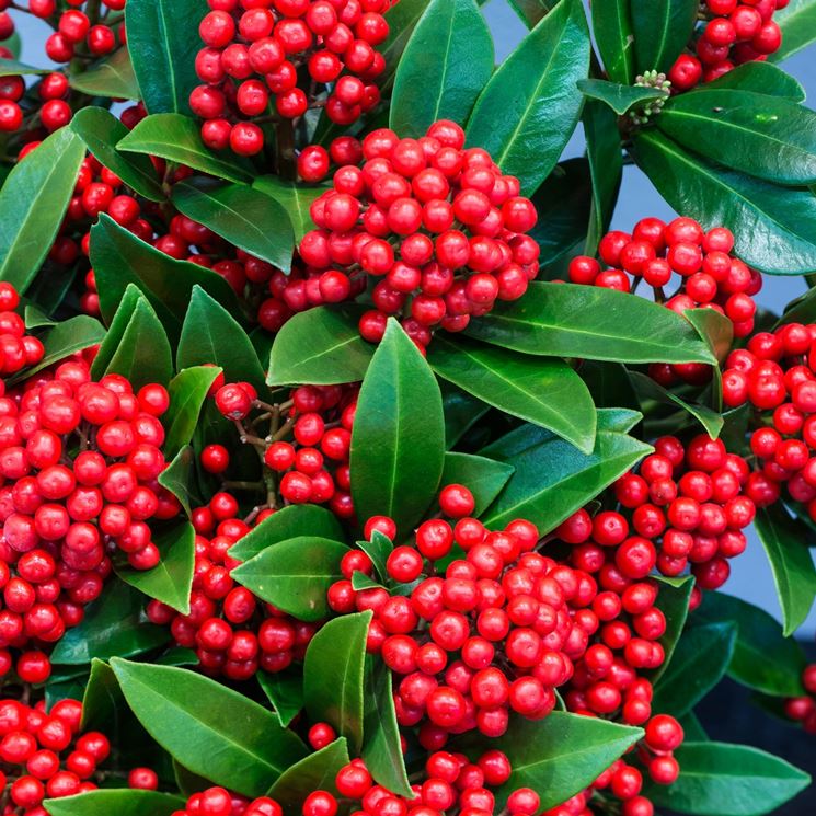 SKIMMIA O'BERRY VASO 17CM