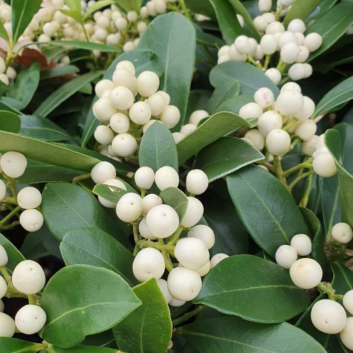 SKIMMIA O'BERRY WHITE 16 VASO 15CM