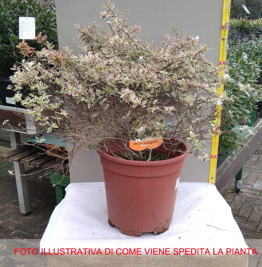 ABELIA GRANDIFLORA VASO 24CM