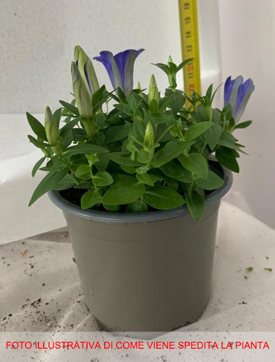 GENTIANA SCABRA IN VASO 10CM