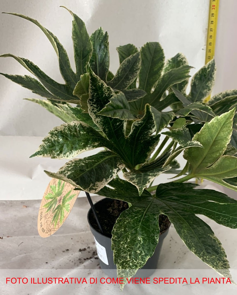 FATSIA JAPONICA SPIDERWEB ARALIA VASO 12CM
