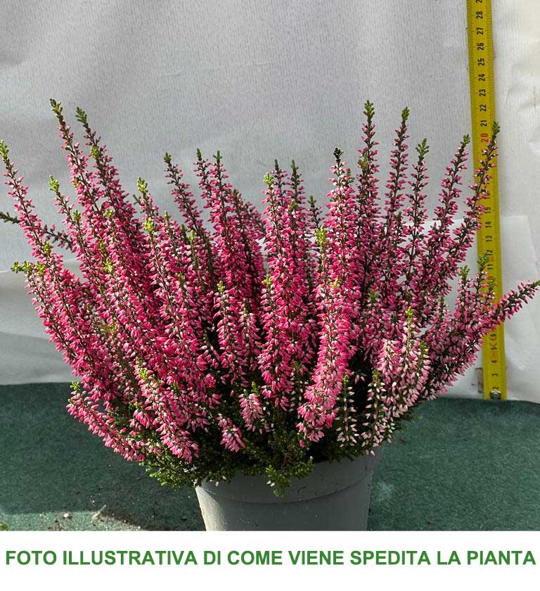 ERICA CALLUNA BEAUTY LADIES ROSA IN VASO 13CM