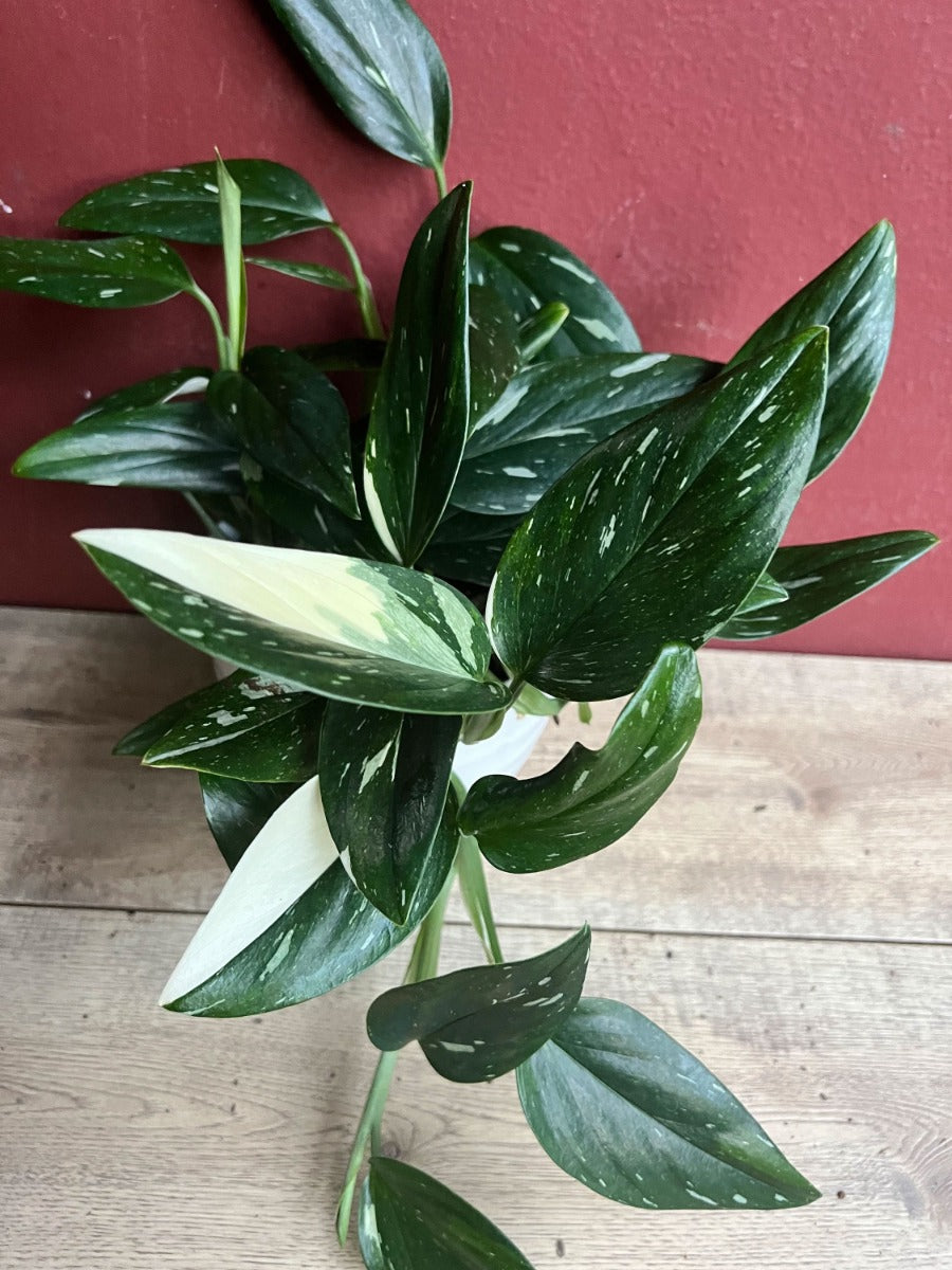 PHILODENDRON COBRA VASO 17CM
