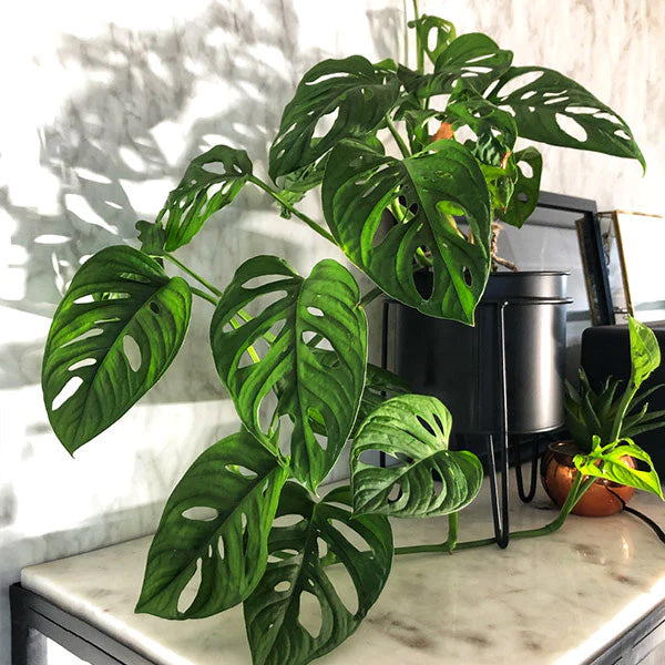 MONSTERA ADANSONII VASO 17CM