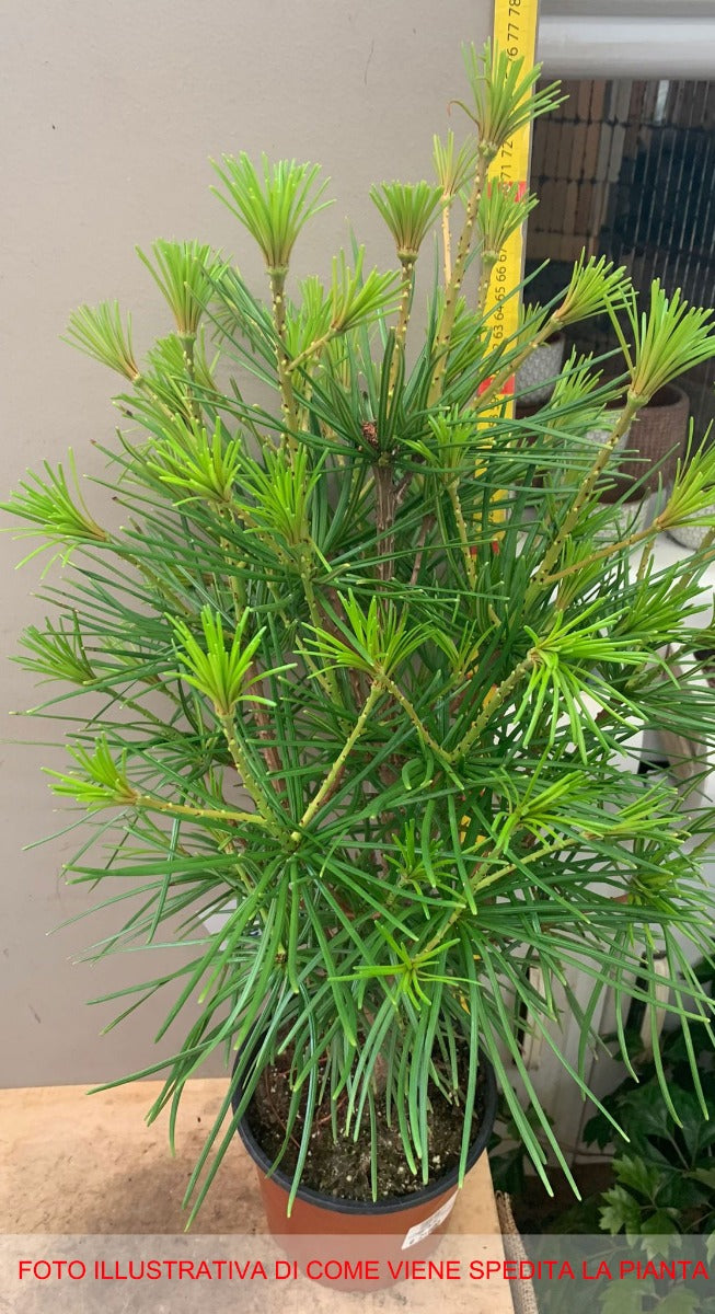 SCIADOPITYS VERTICILLATA VASO 18CM