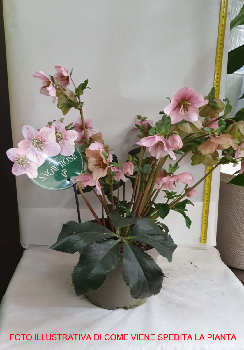 HELLEBORUS SNOW ROSE 19CM