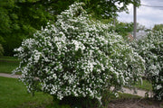 SPIRAEA NIPPONICA SNOWMOUND IN VASO 18CM