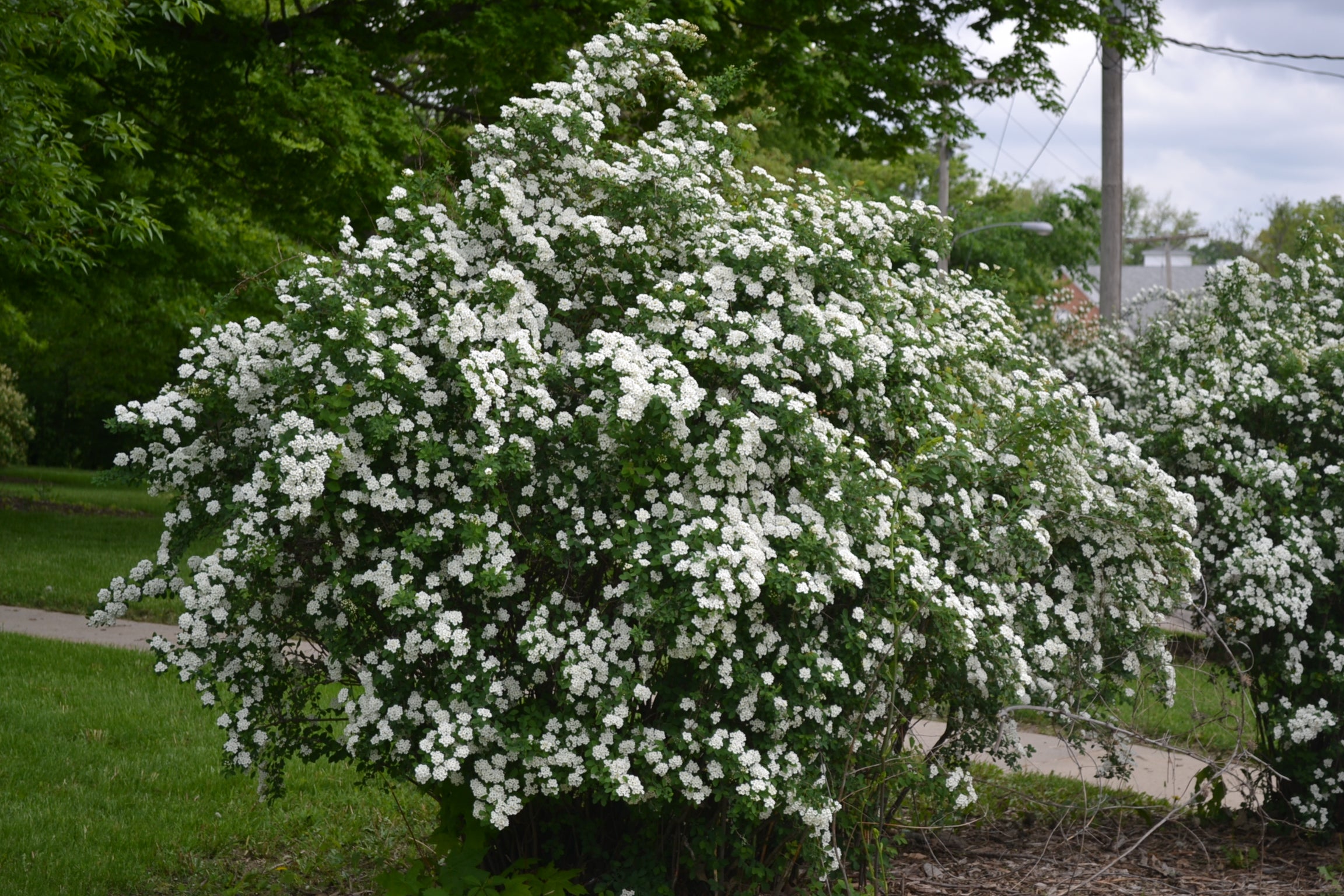 SPIRAEA NIPPONICA SNOWMOUND IN VASO 18CM