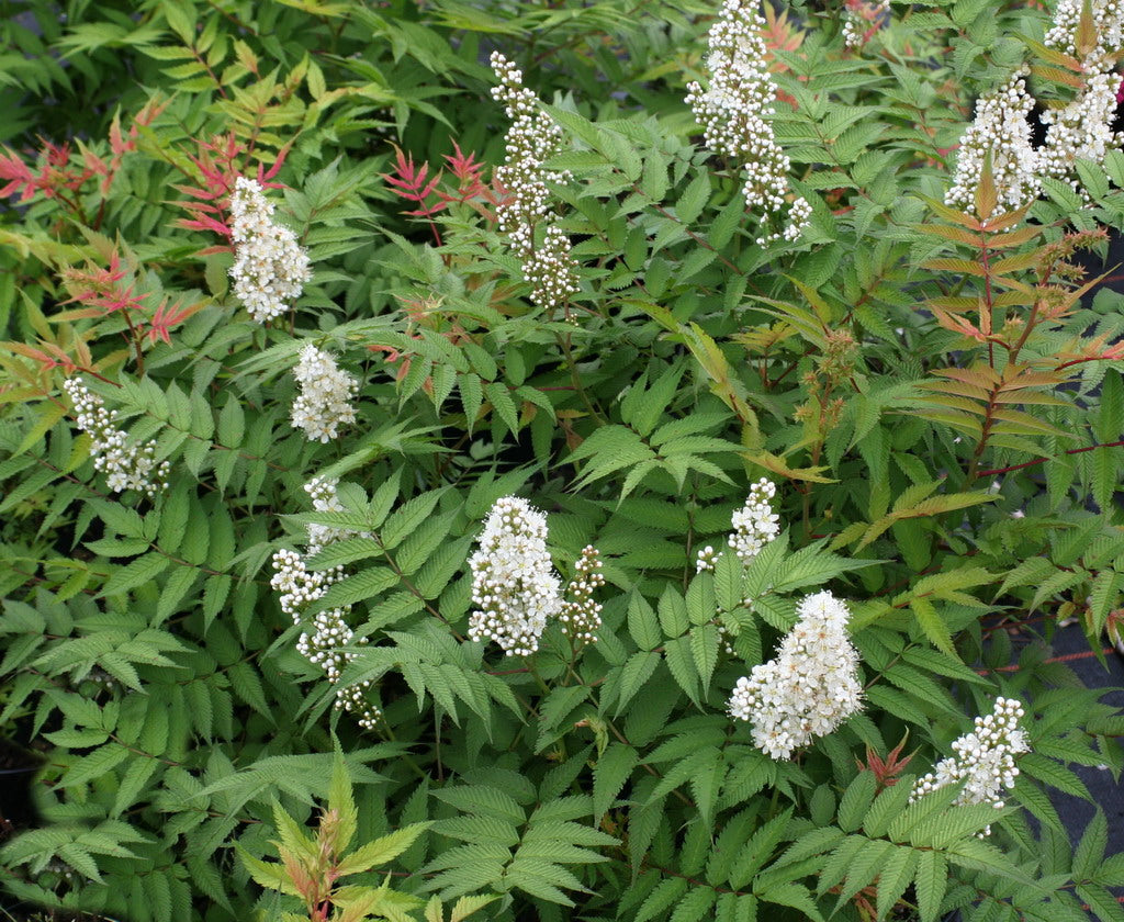 SORBARIA SORBIFOLIA FALSA SPIREA VASO 17CM