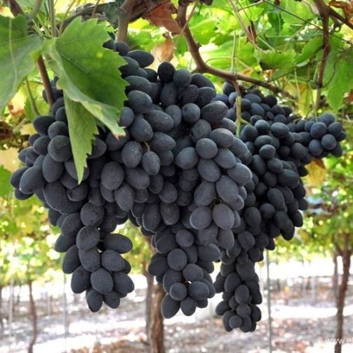 UVA DA TAVOLA APIRENA NERA IN VASO 17CM
