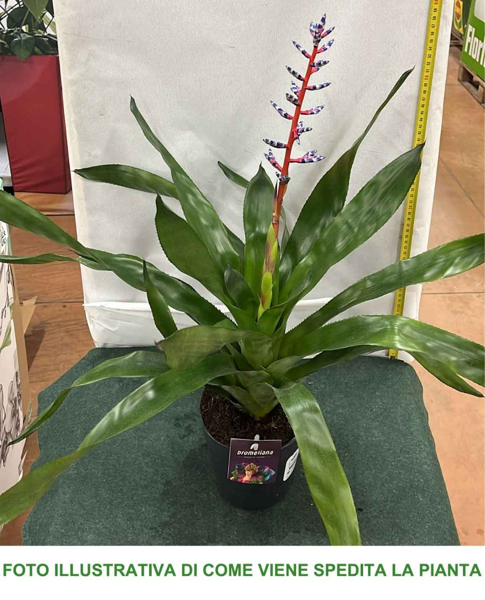 AECHMEA FASCIATA BLUE RAIN VASO 14CM
