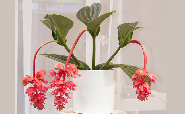 MEDINILLA DOLCE ROSSA VASO 17CM