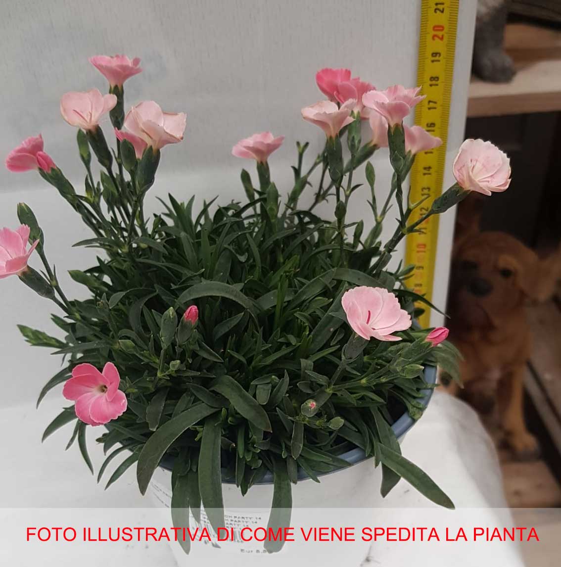 GAROFANO PEACH PARTY VASO 14CM