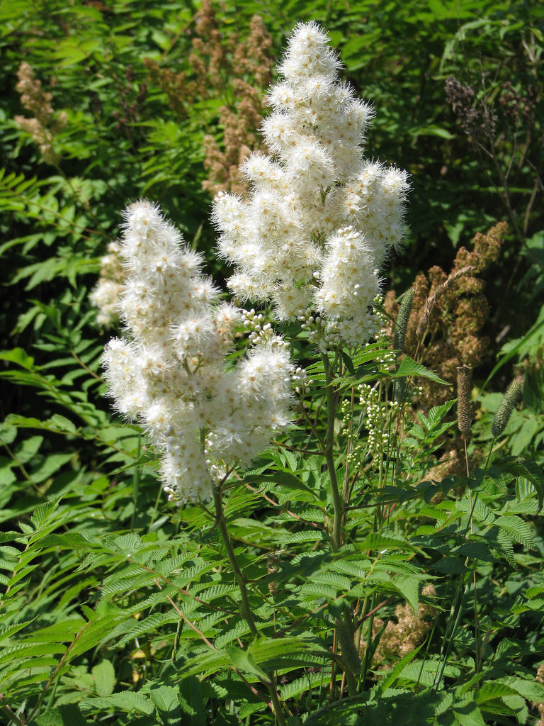 SORBARIA SORBIFOLIA FALSA SPIREA VASO 17CM
