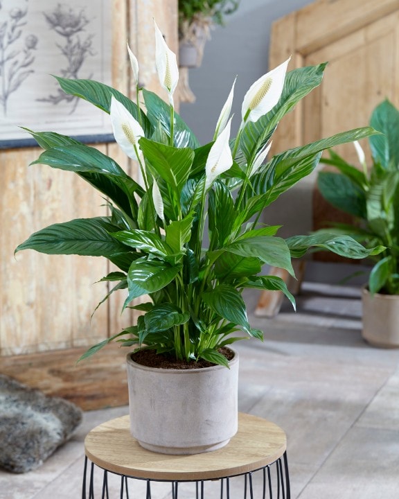 SPATHIPHYLLUM VIVALDI BIANCO VASO 16CM