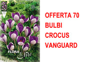 OFFERTA 70 BULBI CROCUS VANGUARD
