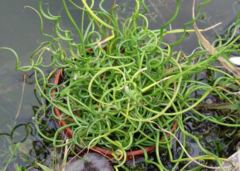 JUNCUS EFFUSUS SPIRALIS VASO 13CM