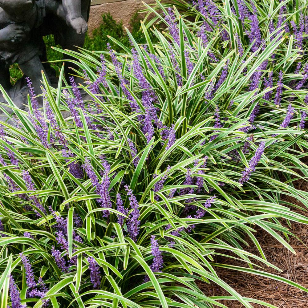 LIRIOPE VARIEGATA VASO 17CM