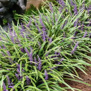 LIRIOPE VARIEGATA VASO 17CM