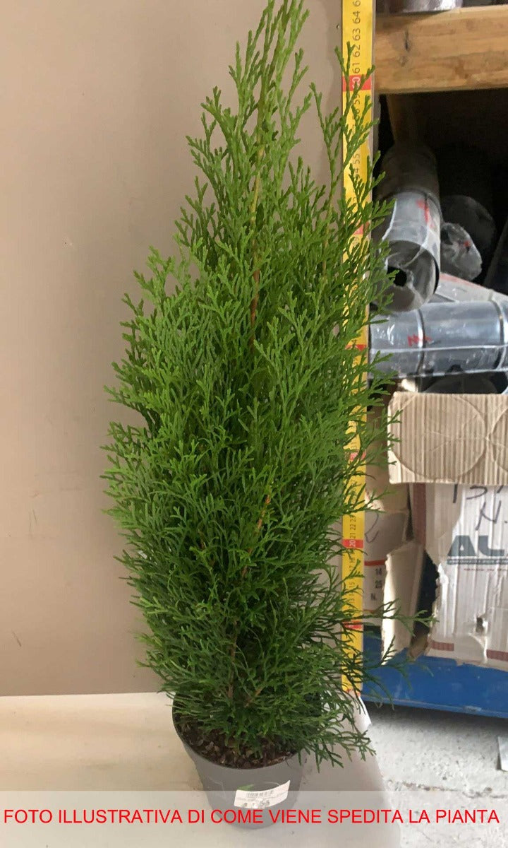 THUJA OCCIDENTALIS SMARAGD VASO 13CM